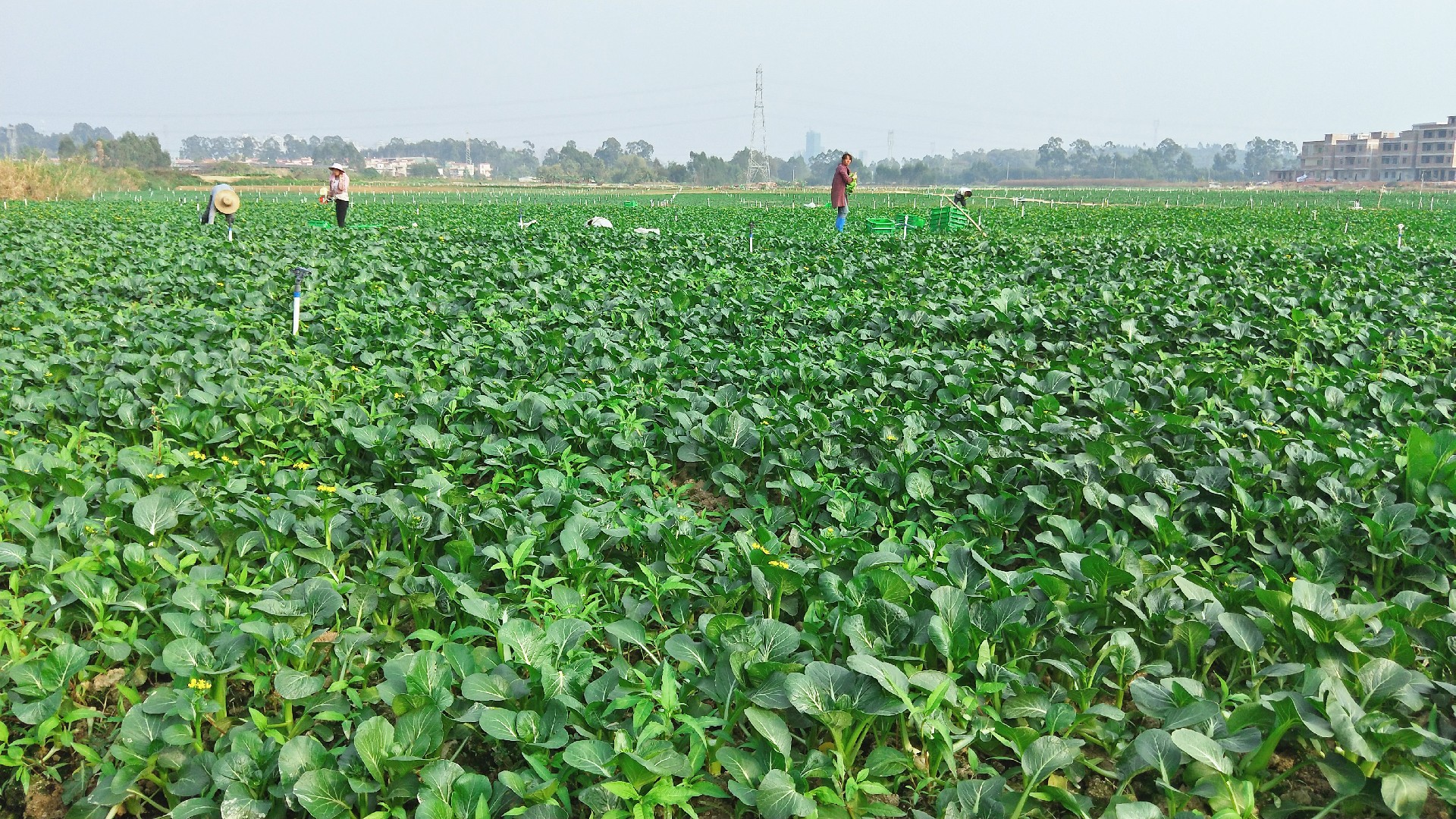 1595468116286708.jpg 微信图片_20191227110920.jpg